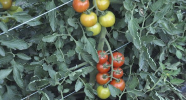 Popis odrůdy rajčat nadezhda a její výnos